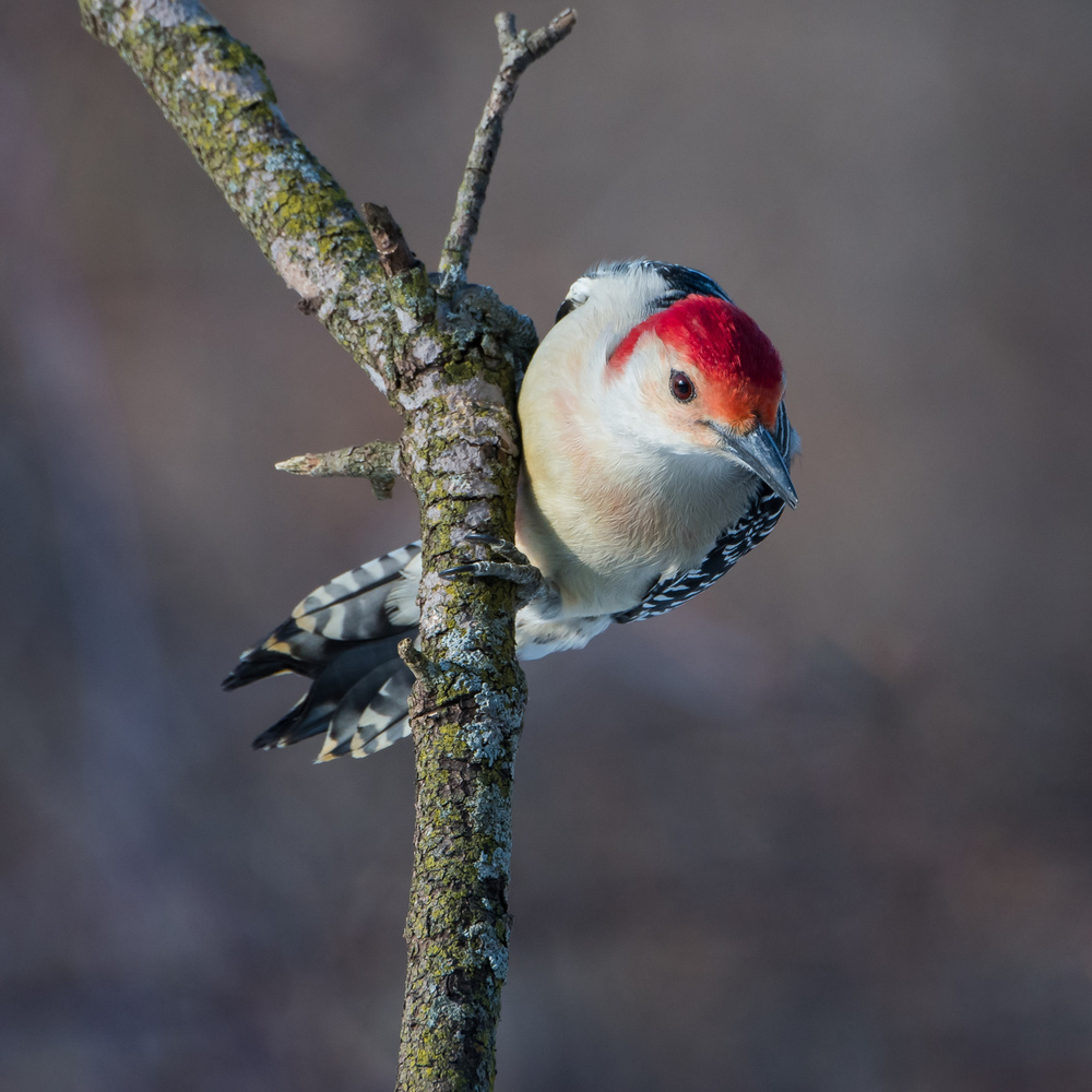 Male Red Bellied Woodpecker à Darlene Hewson