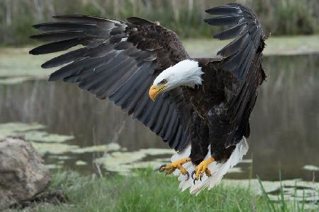 Bald Eagle