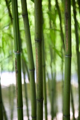 Bamboo Verticals à Dave Frederick
