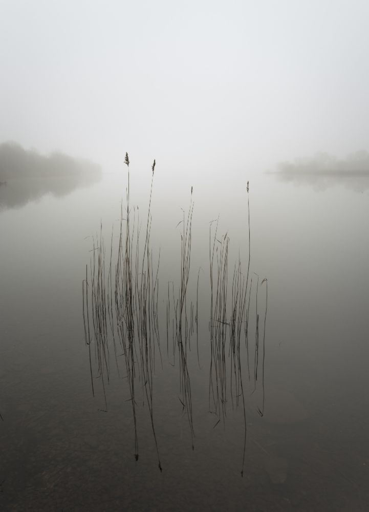 Reeds in the mist à david ahern