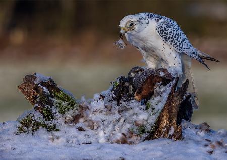 Gyr Falcon