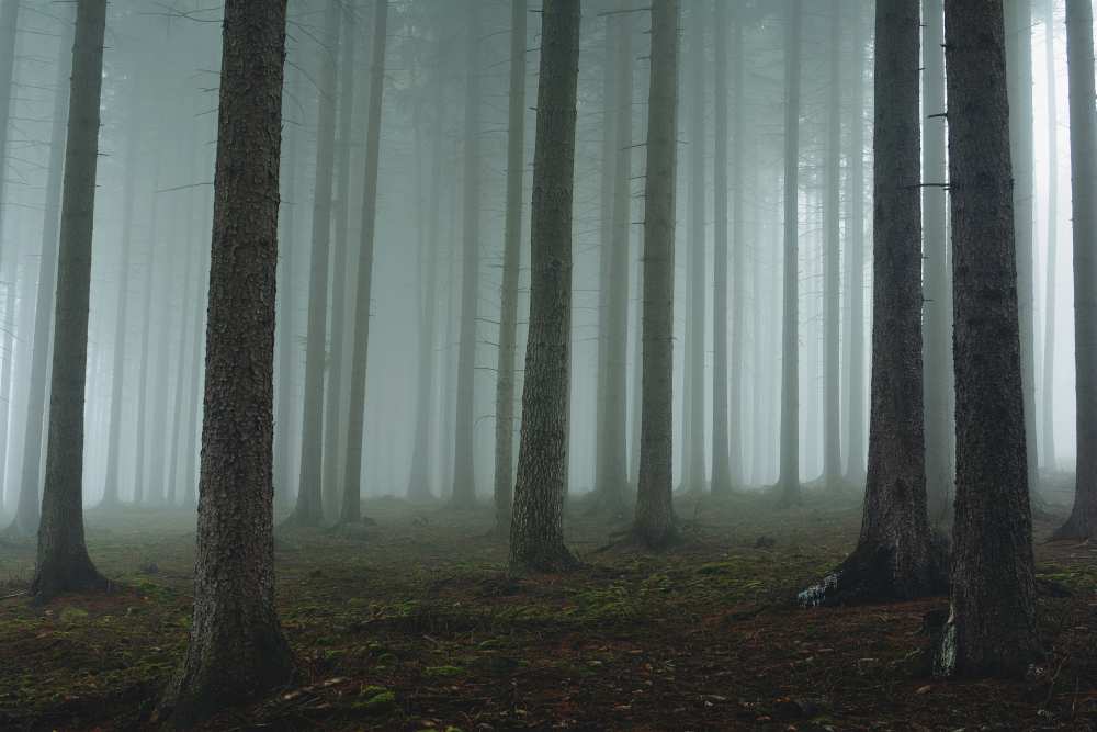 Foggy forest à David Charouz