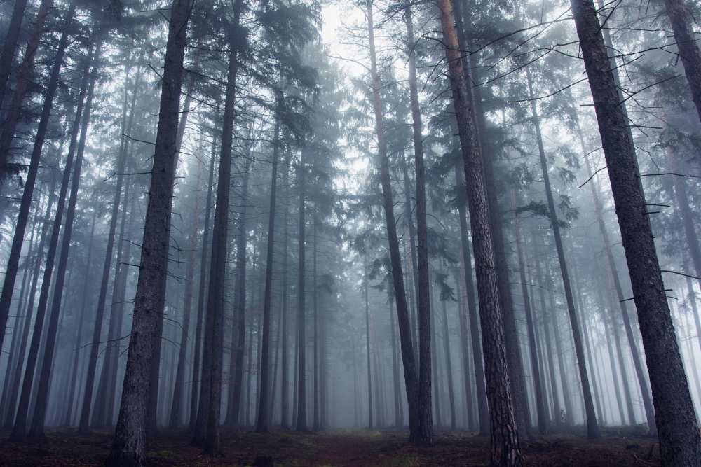 Mysterious foggy forest. à David Charouz