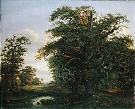 Oak Wood à David Christopher Mettlerkamp