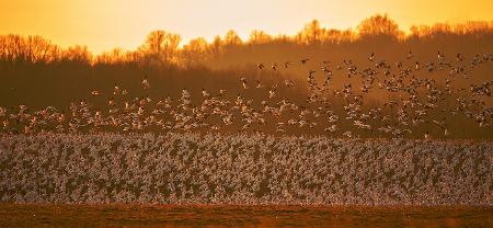 The Magic Formation in Golden Light