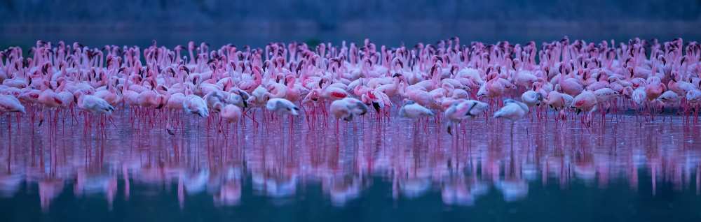 Flamingos à David Hua