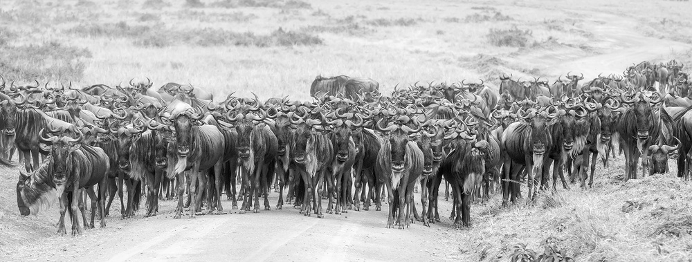 Wildebeests à David Hua
