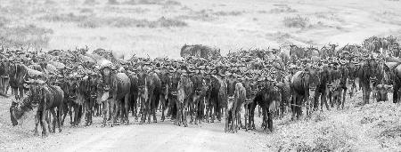 Wildebeests