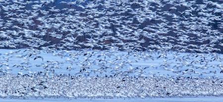 Snow Geese