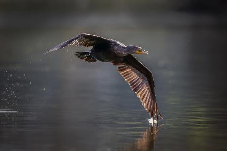 Double-crested Cormorant