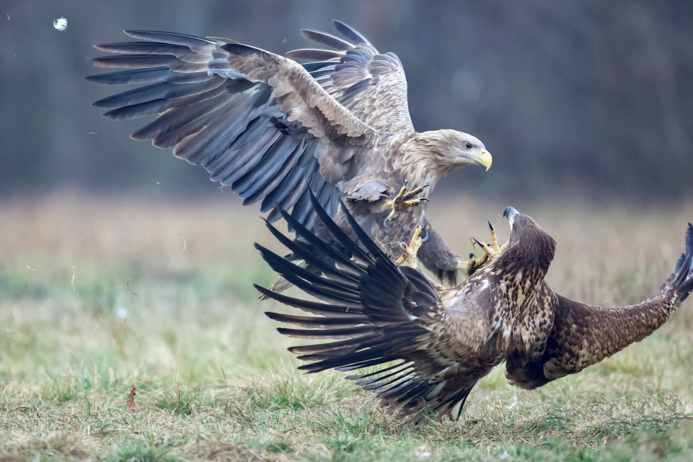 Eagle fights à David Manusevich