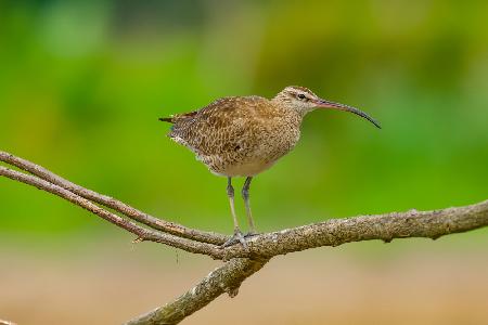 Eurasian whimbrel