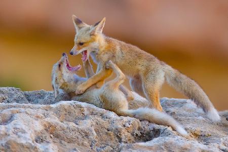 Fox family