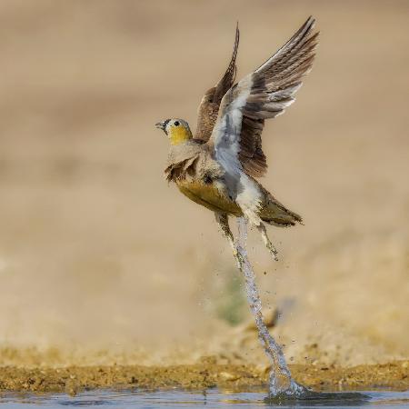 Crowned Sandgrouse