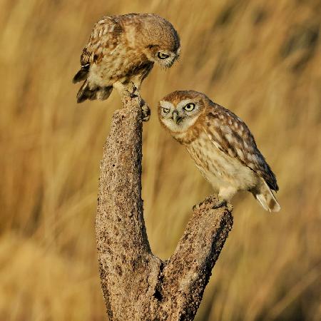 Little Owl