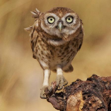 Little Owl