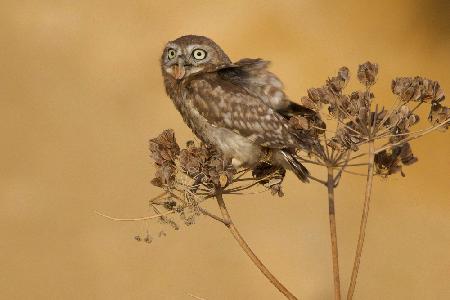 Little Owl