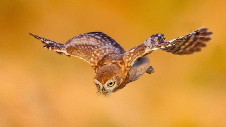 Little owl