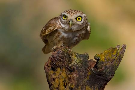 Little owl