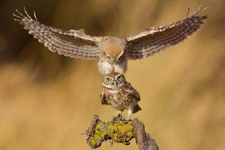 Little owls