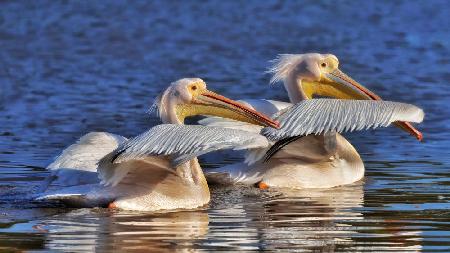 Pelicans