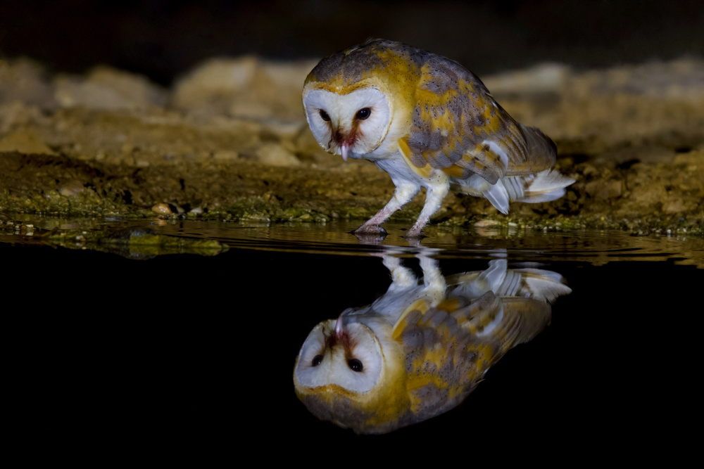 Barn owl à David Manusevich