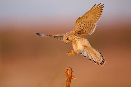 Common kestrel