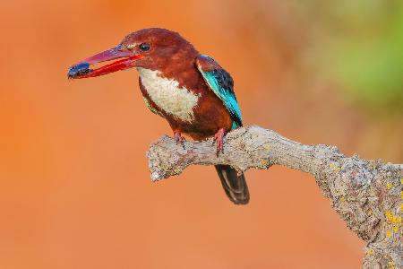 White Throated Kingfisher