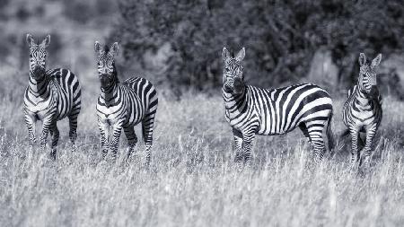 Zebras