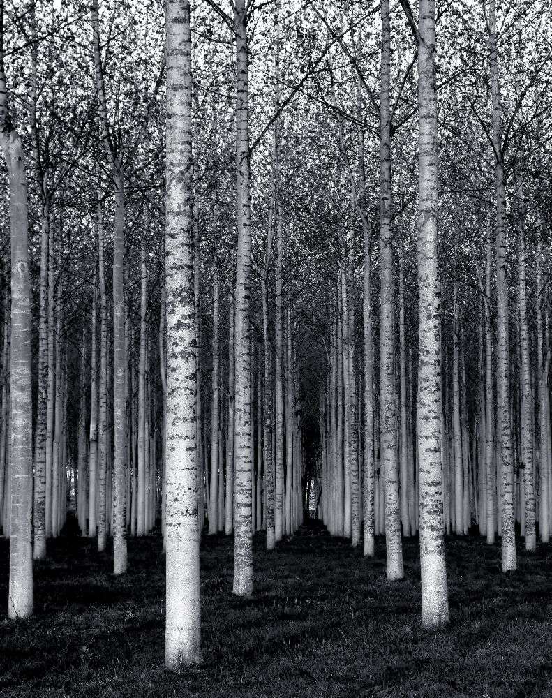 The Forest For The Trees à David Scarbrough
