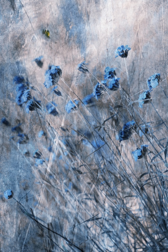 Blue Flowers à Delphine Devos