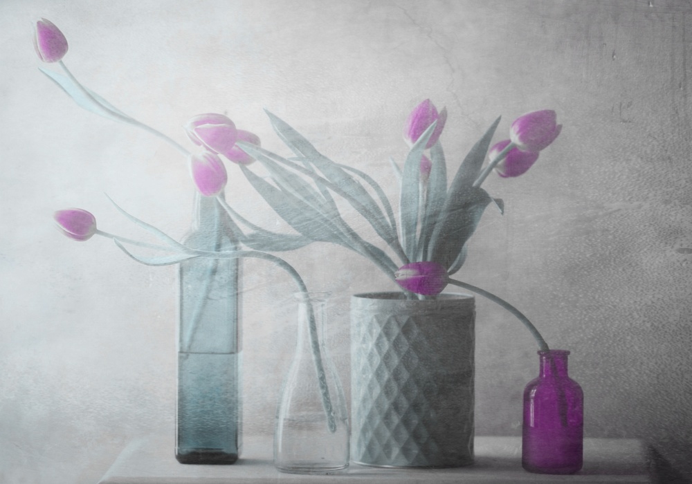 Purple Tulips à Delphine Devos