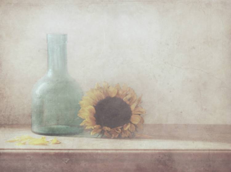 Sunflower à Delphine Devos