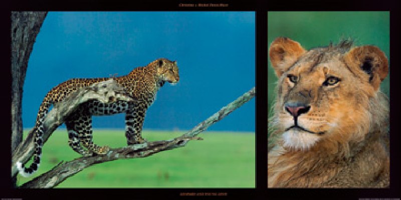 Leopard and Young Leon à Denis-huot
