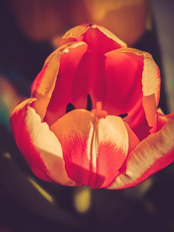 Rote Tulpe im Sonnenlicht, Blüte geöffnet. à Dennis Wetzel