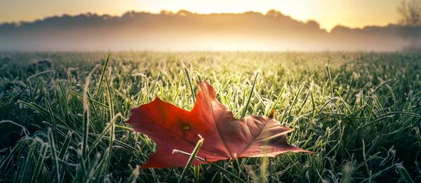 Rotes Herbstblatt auf grüner frostiger Wiese mit Nebel und Sonne à Dennis Wetzel