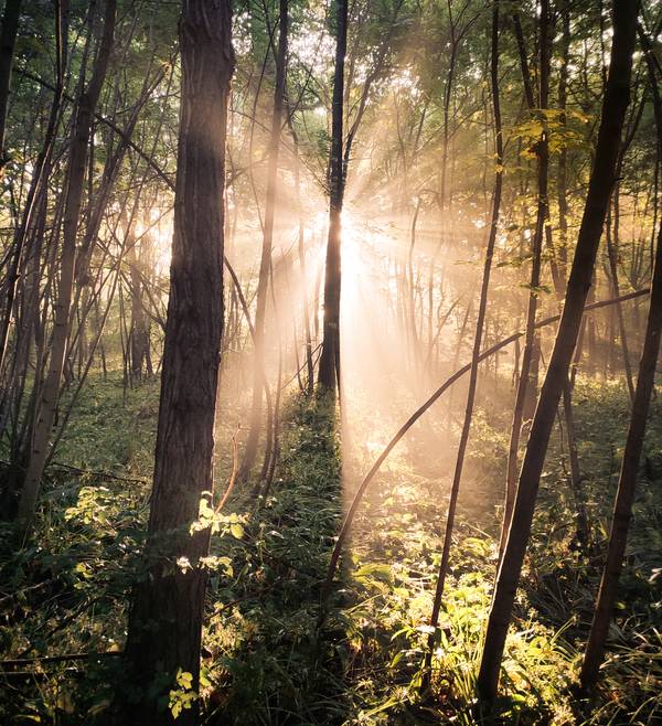 Sonne bricht durch Nebel im Wald 2 à Dennis Wetzel