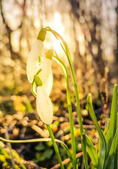 drei Schneeglöckchen im Sonnenschein