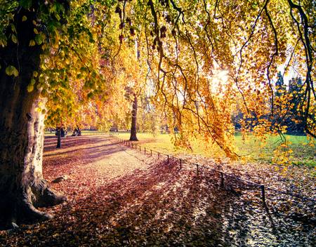 Farbenprächtiger Herbstbaum im Sonnenlicht in Leipzig.jpg (24116 KB) 