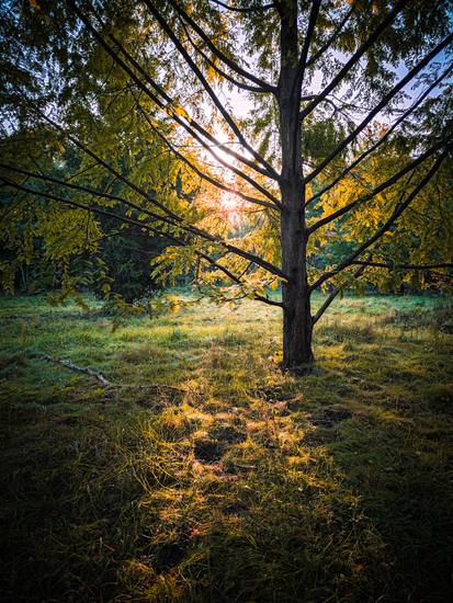 Herbstsonne im Wald bei Leipzig