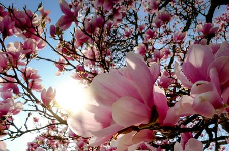 Magnolienbaum im Sonnenschein.jpg (9216 KB) 