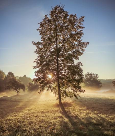 Morgennebel im Park