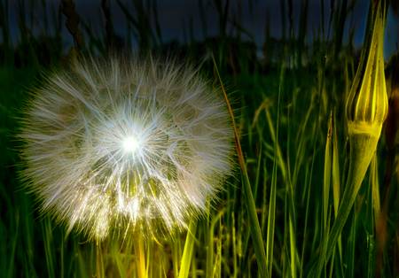 Pusteblume Nachts beleuchtet.jpg (9947 KB) 