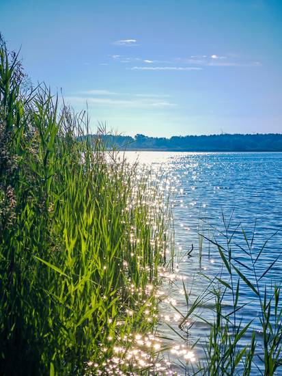 Schilfgras im Sonnenlicht an der Schladitzer Bucht bei Leipzig