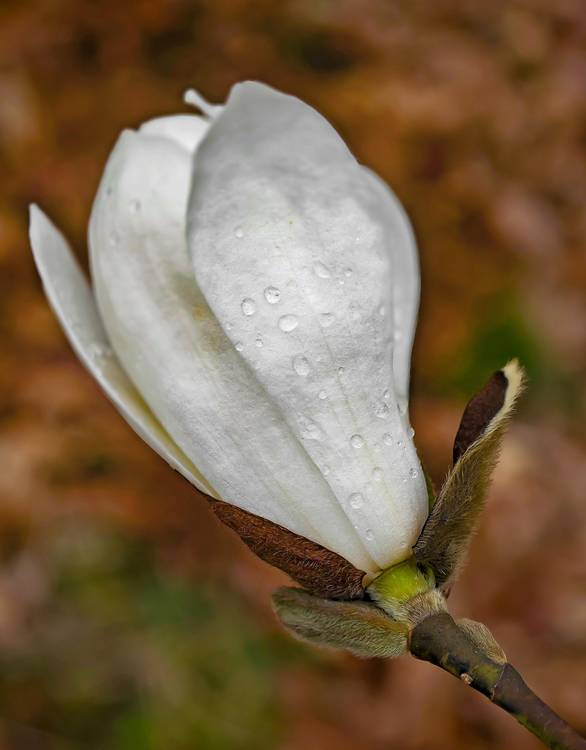 Weiße Magnolien Blüte mit Regentropfen à Dennis Wetzel