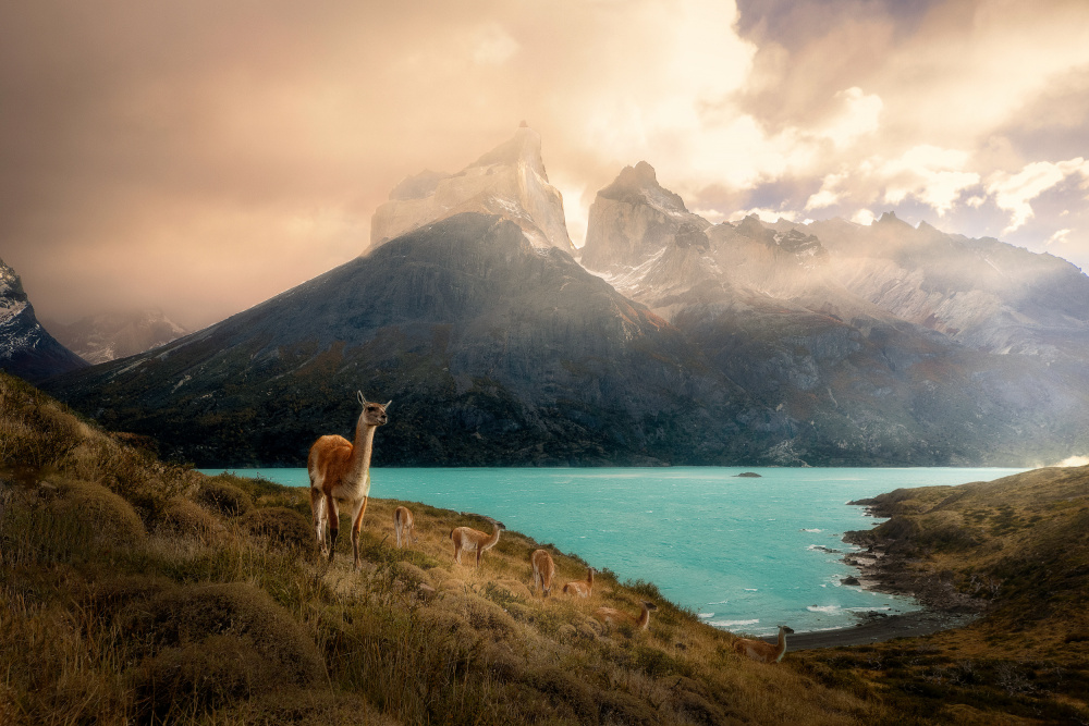 Alpaca at Torres del Paine II à Dennis Zhang