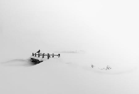 Bridge, Crow and snow