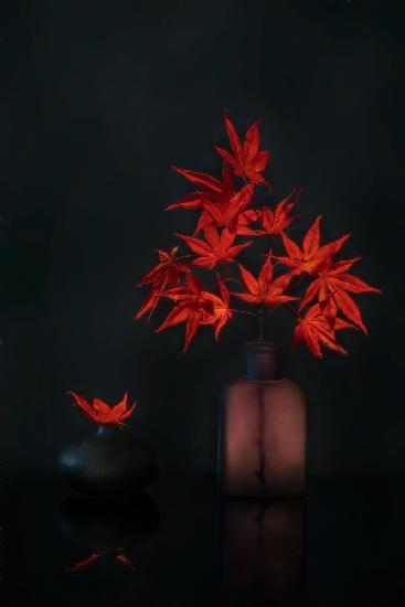 Red Maple leaves