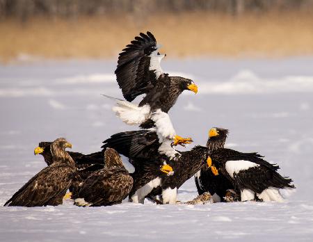 Steller Sea Eagle