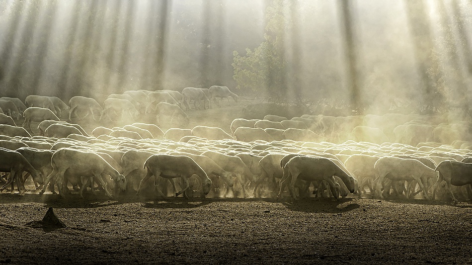 Herd sheep in the forest à Deyan Georgiev